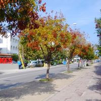 boronkay-bianka-photo34
